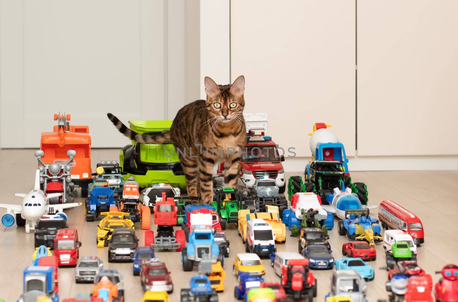 Concept of children's toys. A domestic beautiful, red and tabby Bengal cat walks on the floor, among colorful small and large toy cars in the children's room. Soft focus.