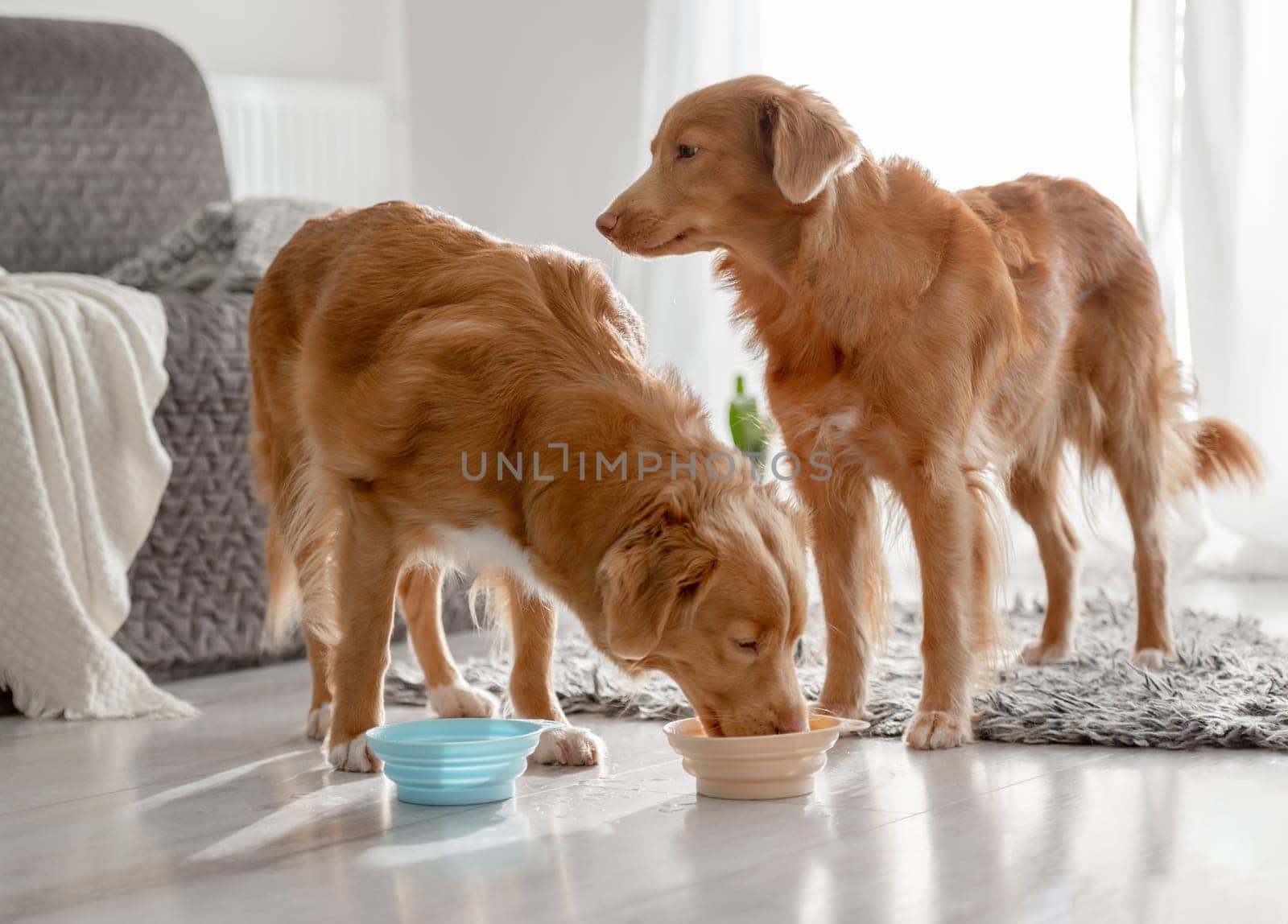 Two Nova Scotia Retriever Dogs Are Drinking From Bowls At Home