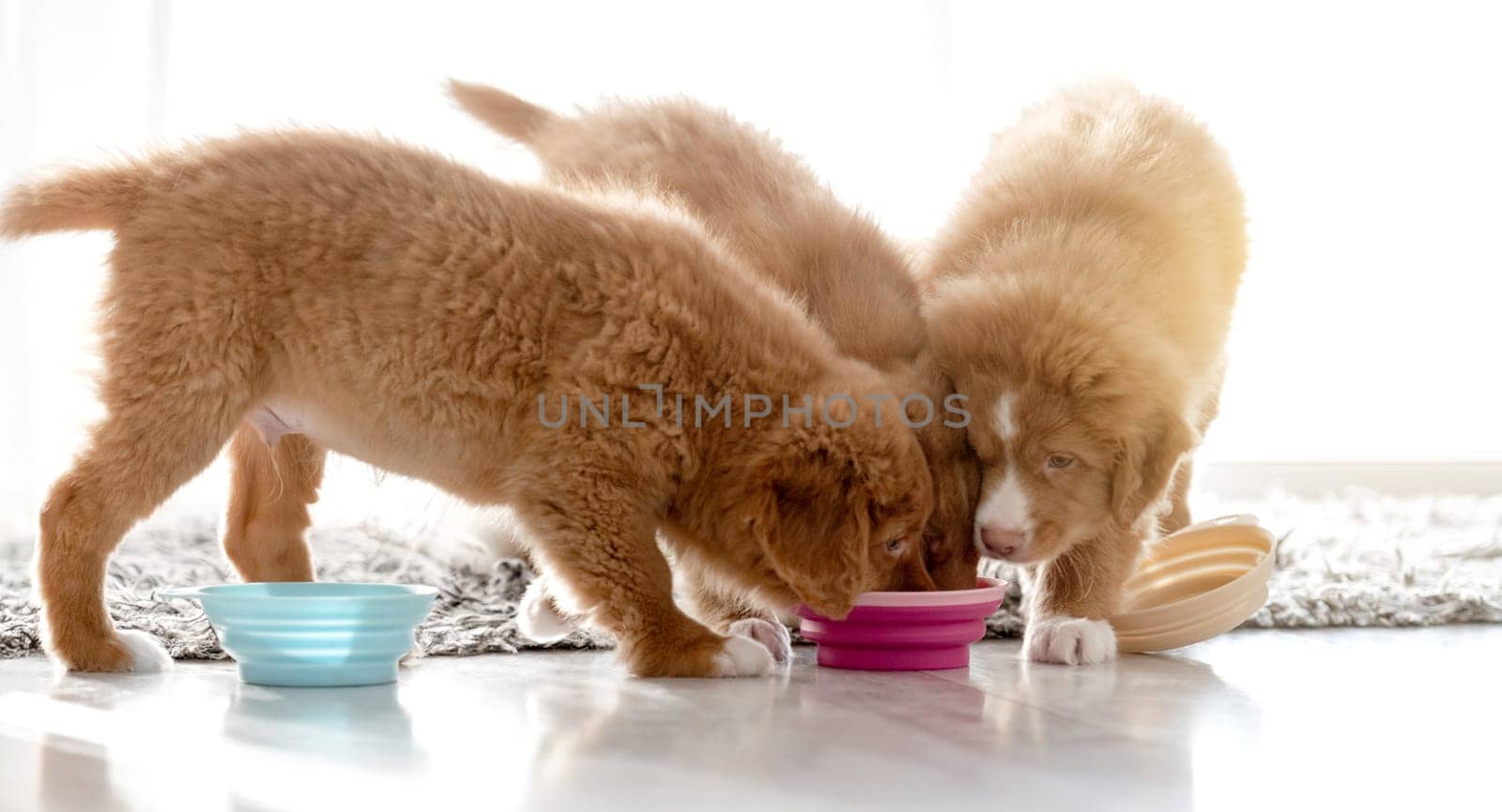 Three Toller Puppies Are Eating Food From One Bowl At Home, A Nova Scotia Duck Tolling Retriever Breed