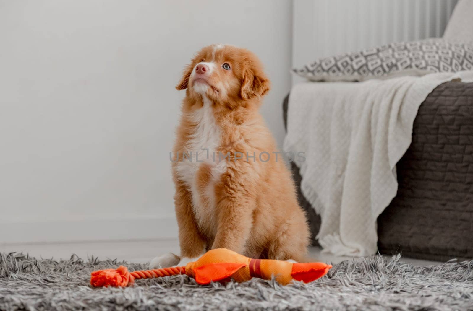 Toller Puppy Sits In Room With Bright Duck Toy by tan4ikk1