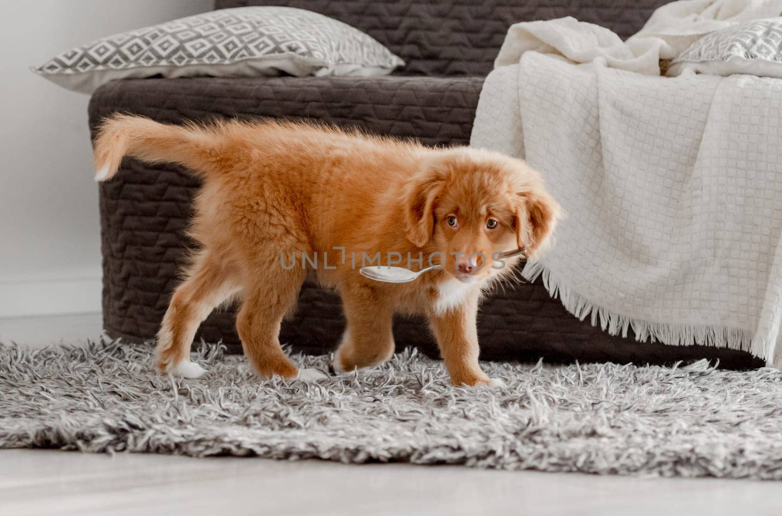 Bright Toy Duck Entertains Toller Puppy In Room, A Nova Scotia Duck Tolling Retriever