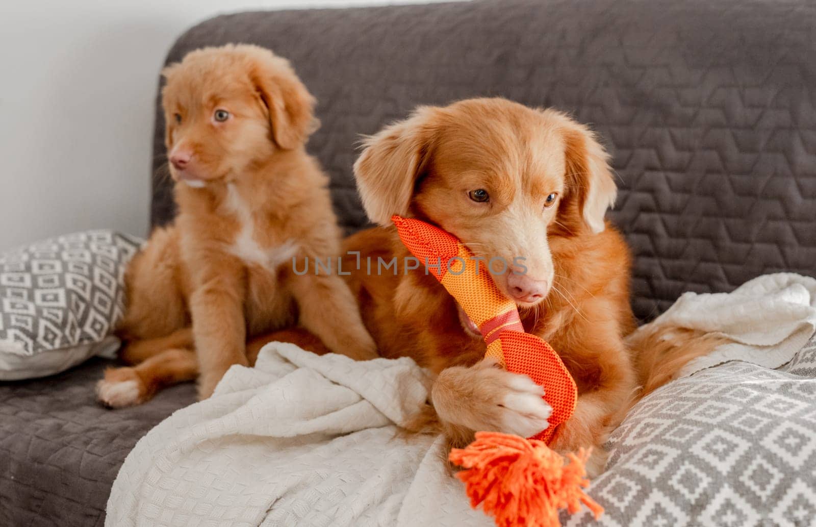 Bright Toy Duck Lies Next To Toller Dog and his puppy A Nova Scotia Duck Tolling Retriever, On Couch