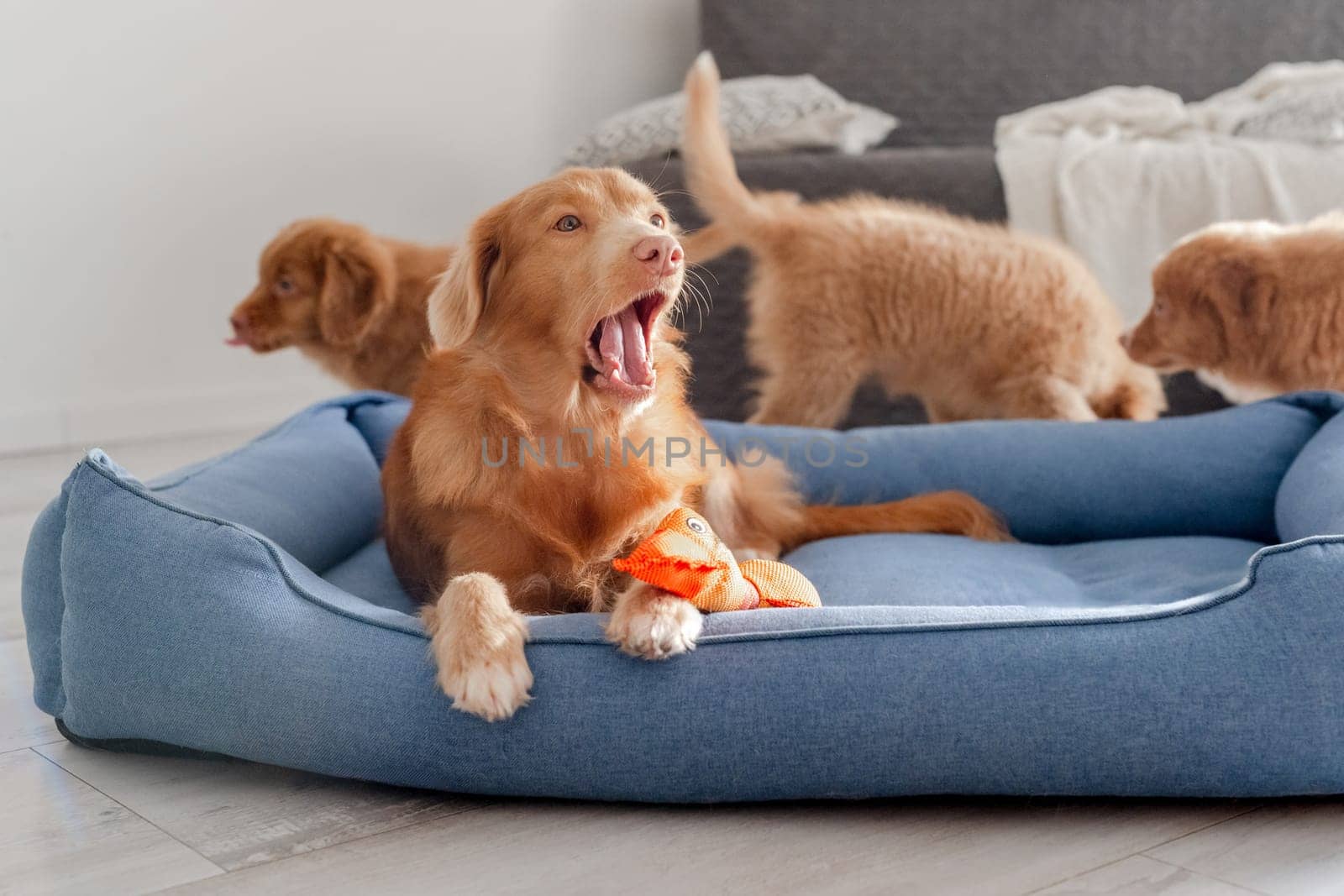 Toller Puppy With Bright Duck Toy In Blue Bed by tan4ikk1