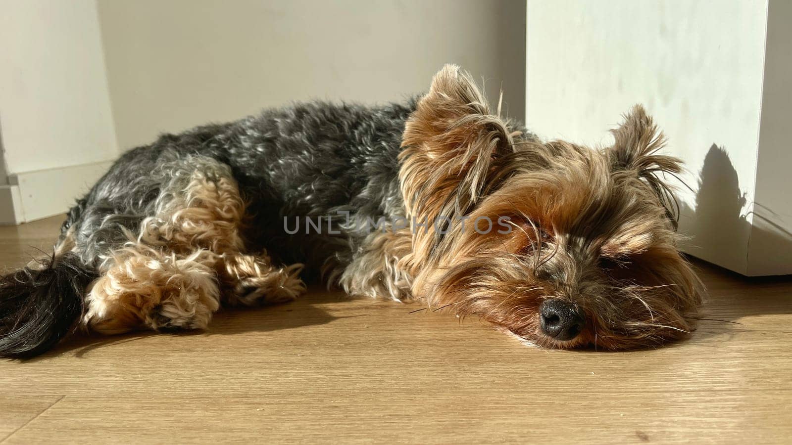 A small Yorkie dog lying on the floor, basking in the spring sun by MilaLazo