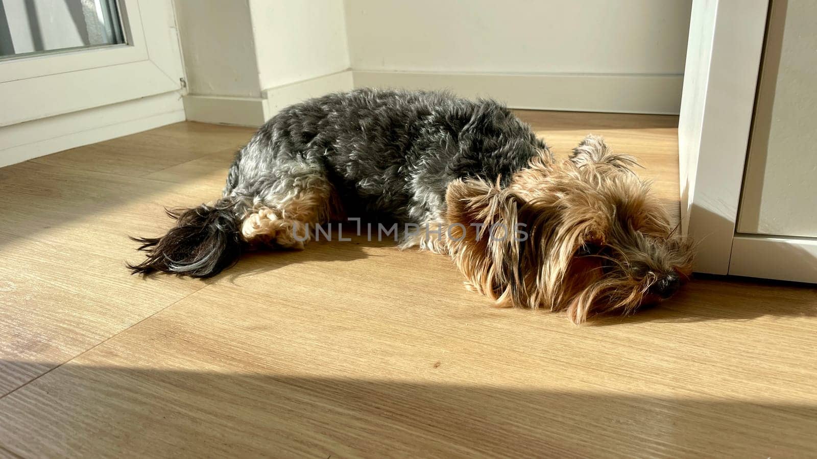 A small Yorkie dog lying on the floor, basking in the spring sun. High quality photo