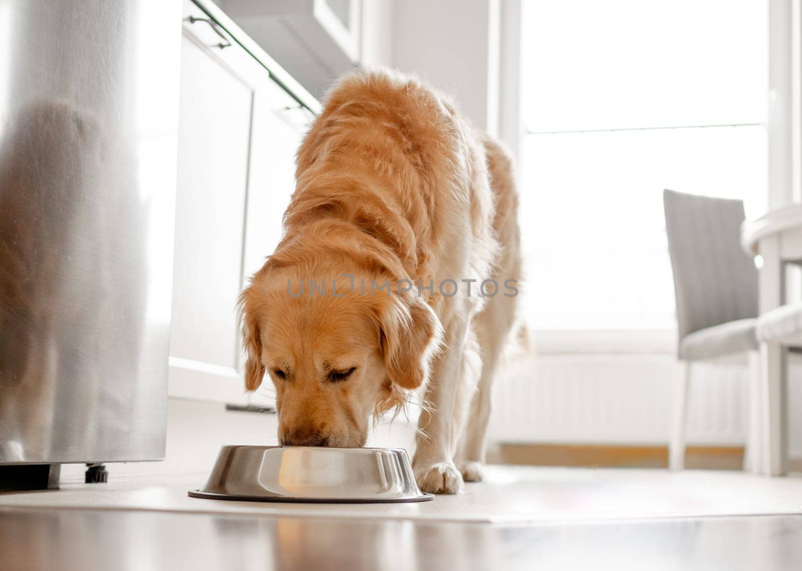 Golden Retriever Dog Eats From Bowl In Kitchen With Bright Interior