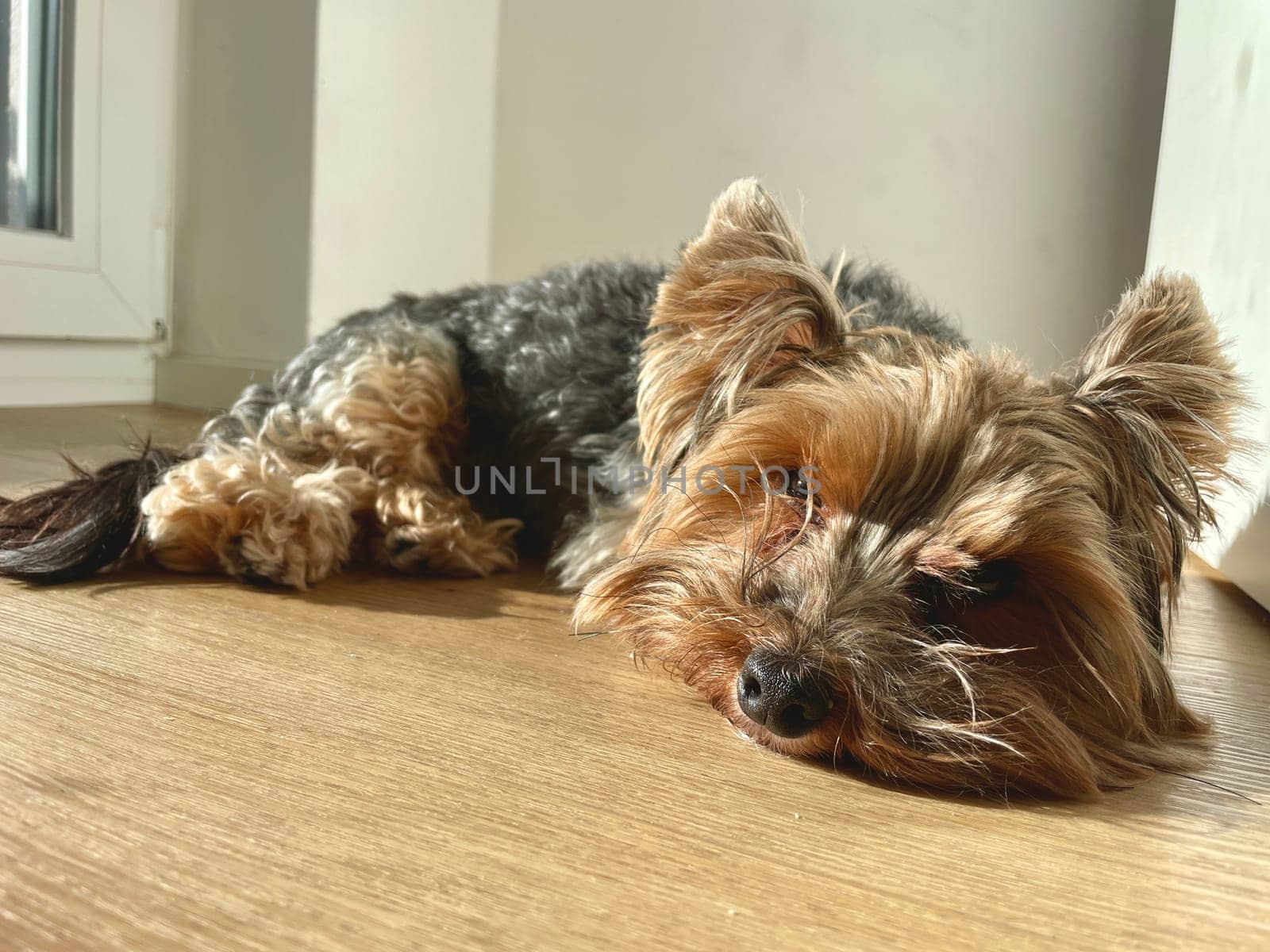 A small Yorkie dog lying on the floor, basking in the spring sun. High quality photo