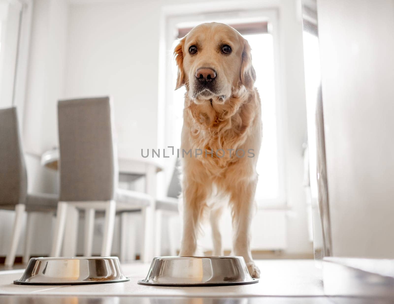 Golden Retriever Dog Stands Near Bowl In Kitchen