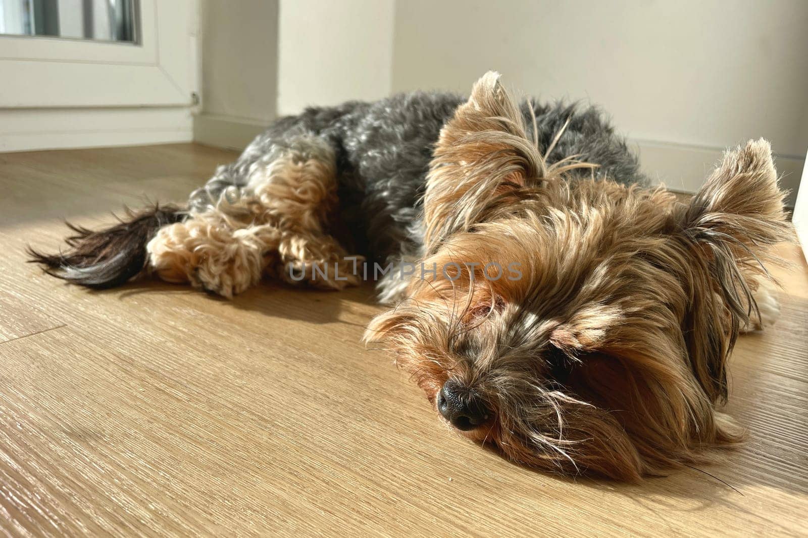 A small Yorkie dog lying on the floor, basking in the spring sun. High quality photo