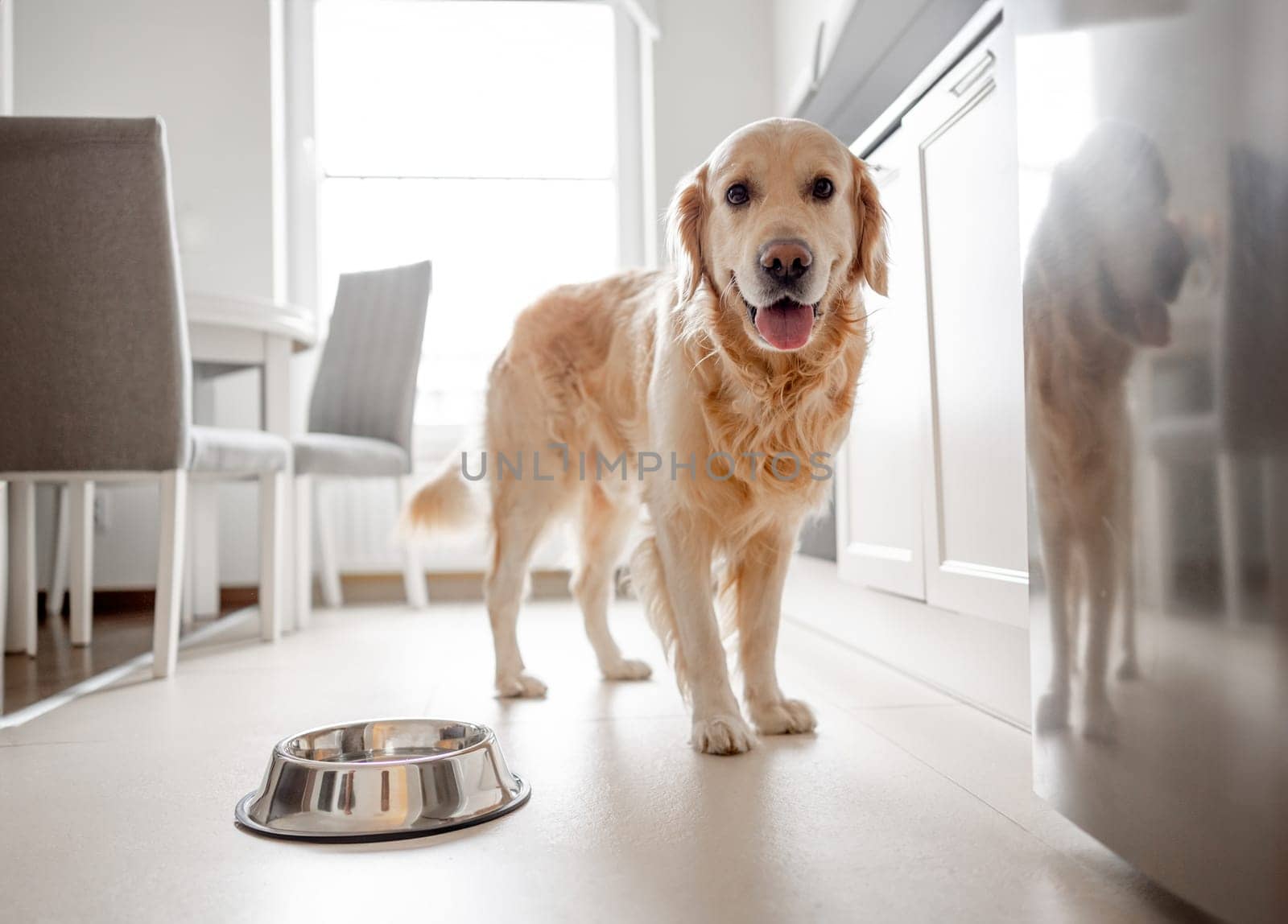 Golden Retriever Dog Stands Near Bowl by tan4ikk1