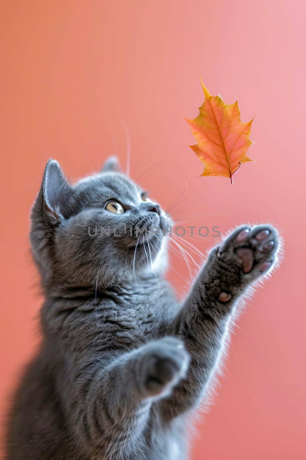 Cute gray British shorthair cat catches an autumn leaf. by OlgaGubskaya