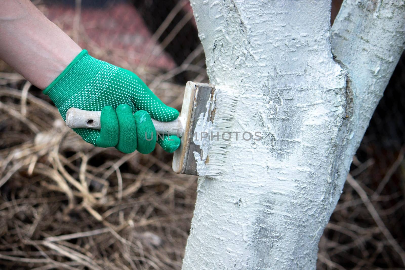 a man whitewashes trees in the garden in spring. Selective focus by Anuta23