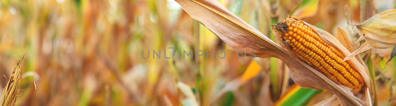 Corn harvest on the field. Selective focus. food.