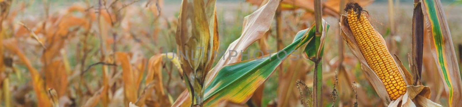Corn harvest on the field. Selective focus. by yanadjana