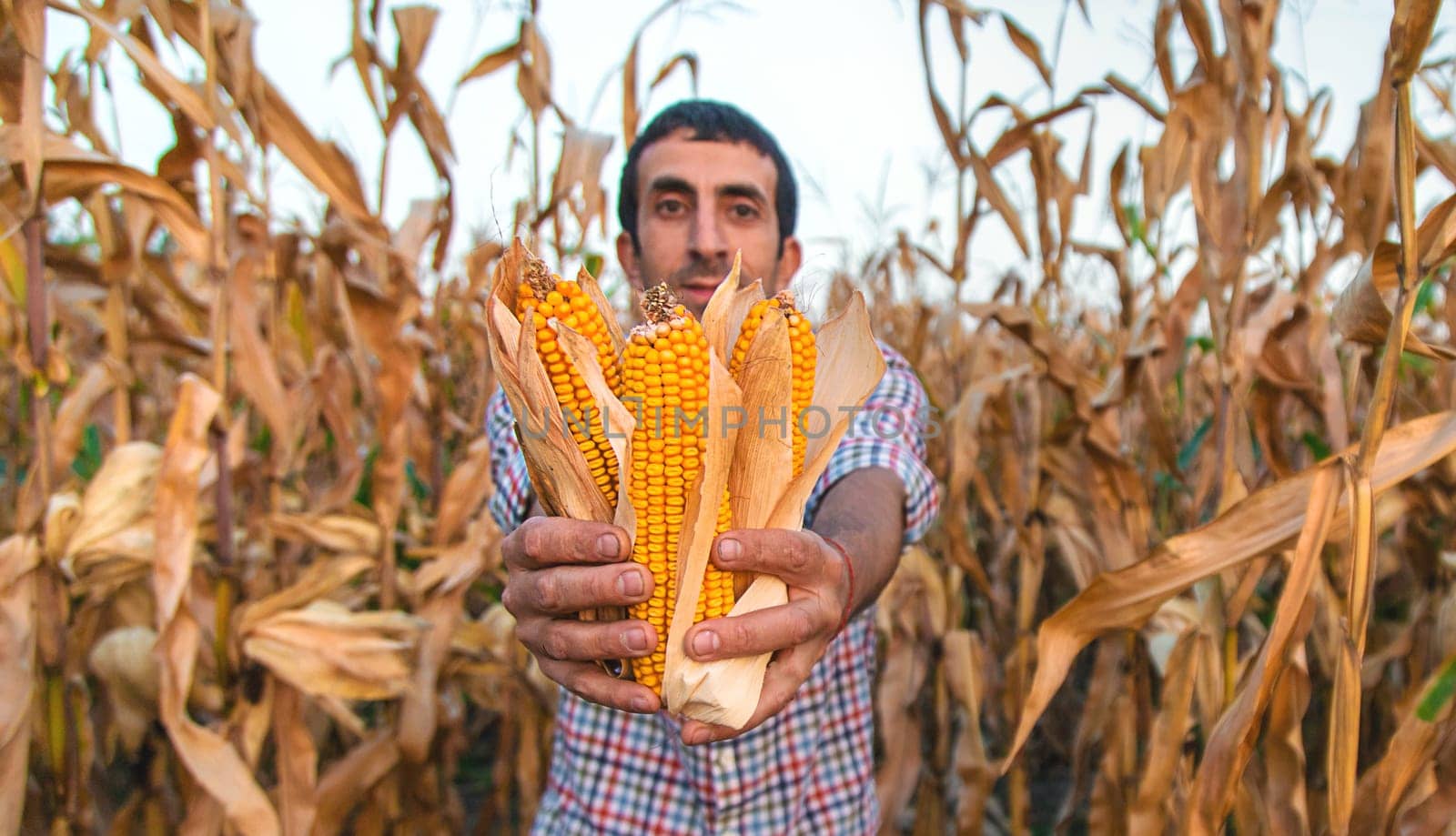 Corn harvest in the hands of a farmer. Selective focus. by yanadjana