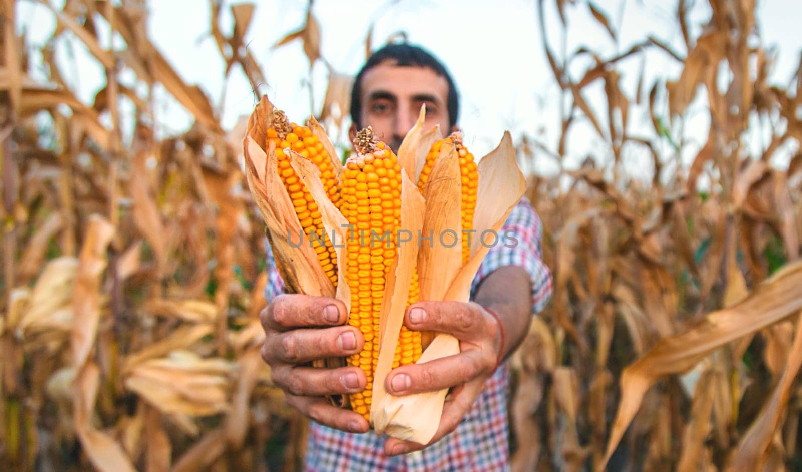 Corn harvest in the hands of a farmer. Selective focus. food.