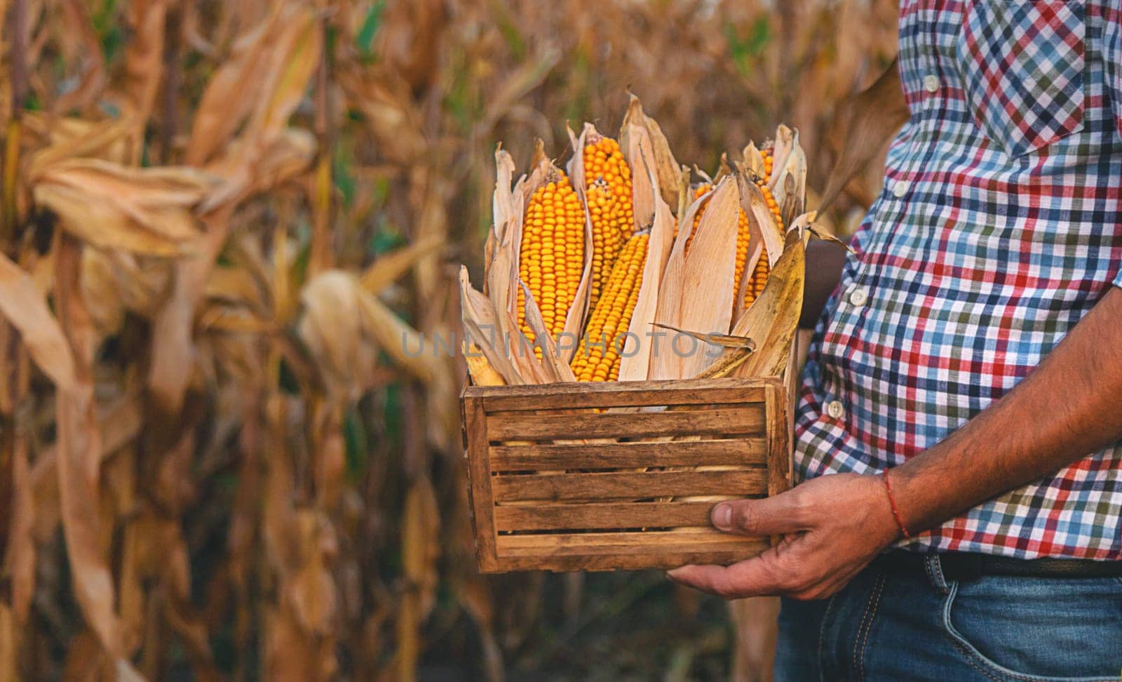 Corn harvest in the hands of a farmer. Selective focus. by yanadjana