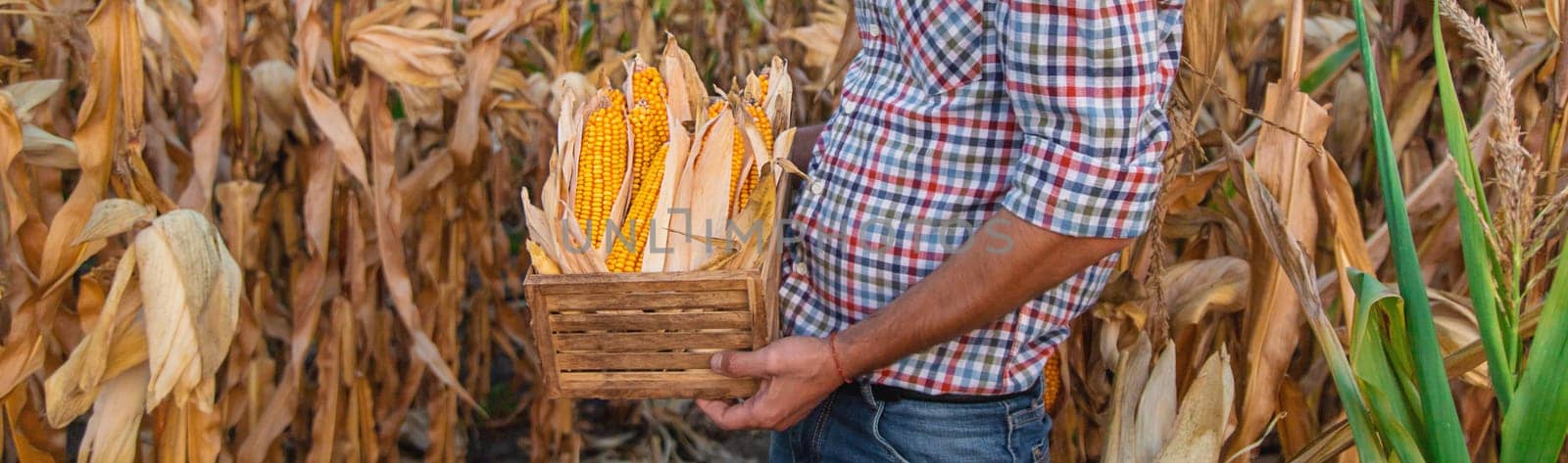 Corn harvest in the hands of a farmer. Selective focus. food.