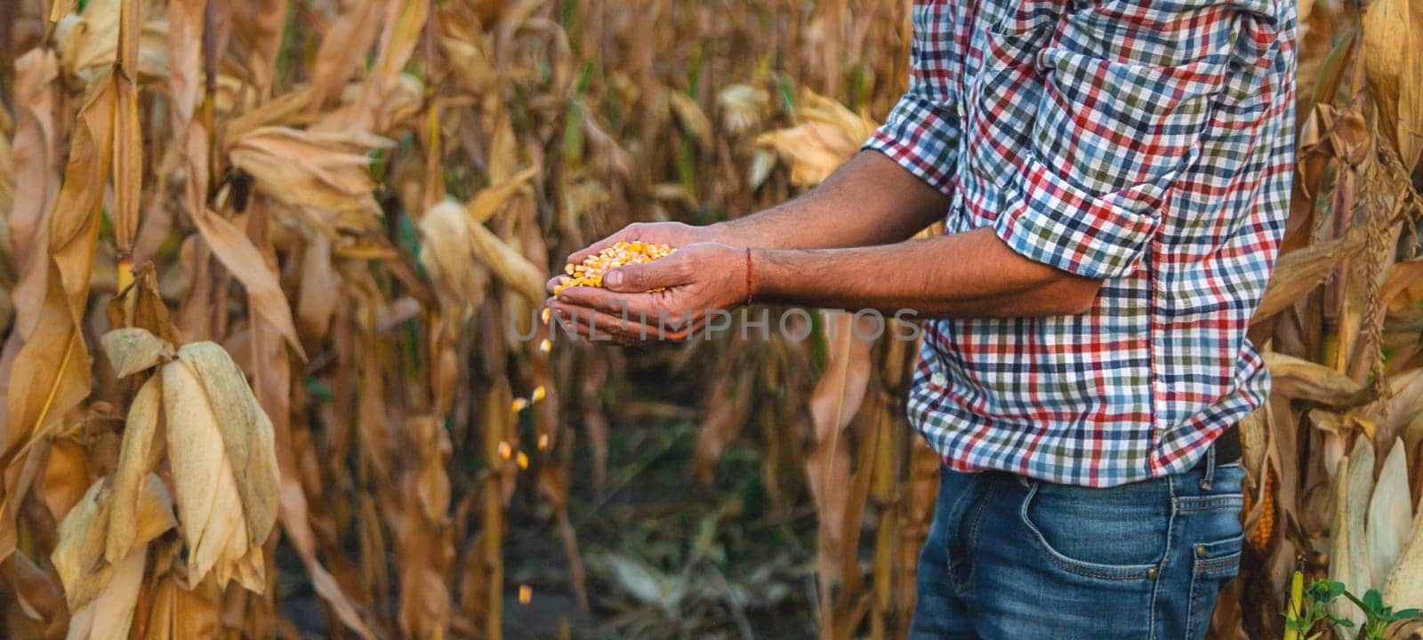 Corn harvest in the hands of a farmer. Selective focus. by yanadjana