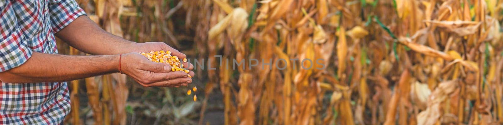 Corn harvest in the hands of a farmer. Selective focus. by yanadjana