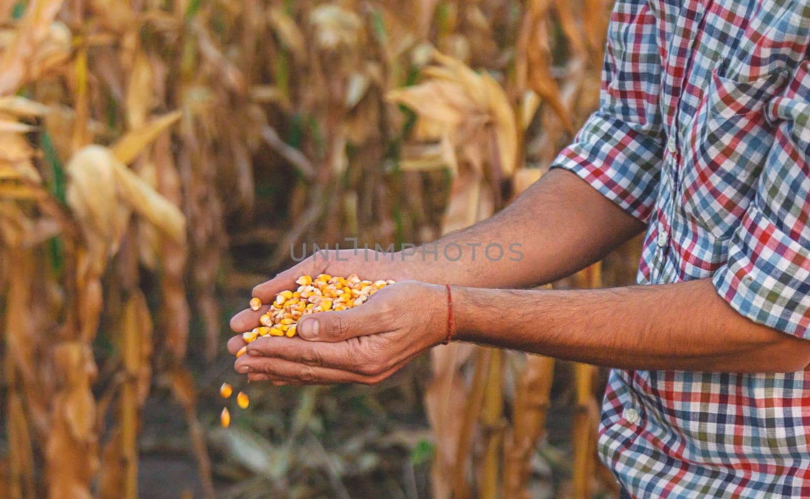 Corn harvest in the hands of a farmer. Selective focus. by yanadjana