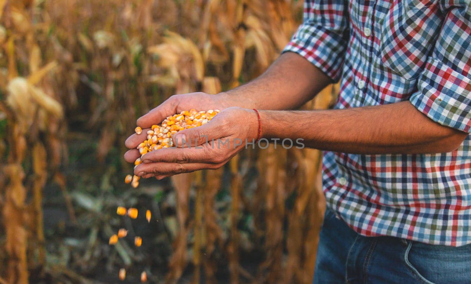 Corn harvest in the hands of a farmer. Selective focus. by yanadjana