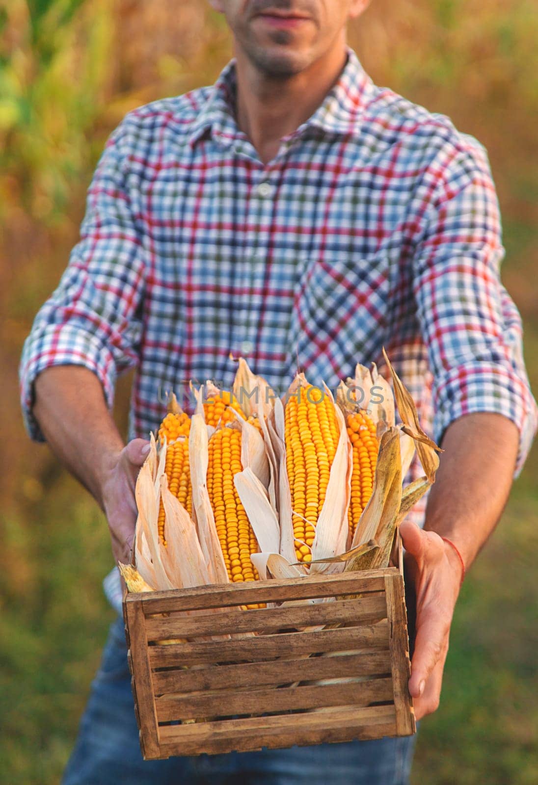 Corn harvest in the hands of a farmer. Selective focus. food.