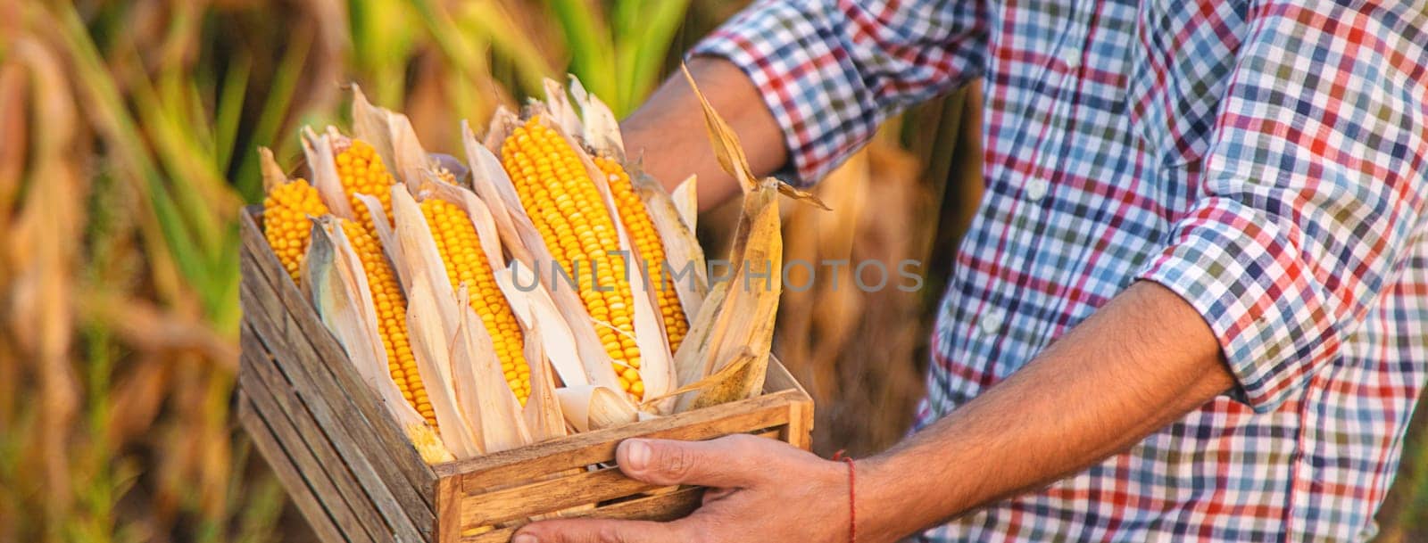 Corn harvest in the hands of a farmer. Selective focus. by yanadjana