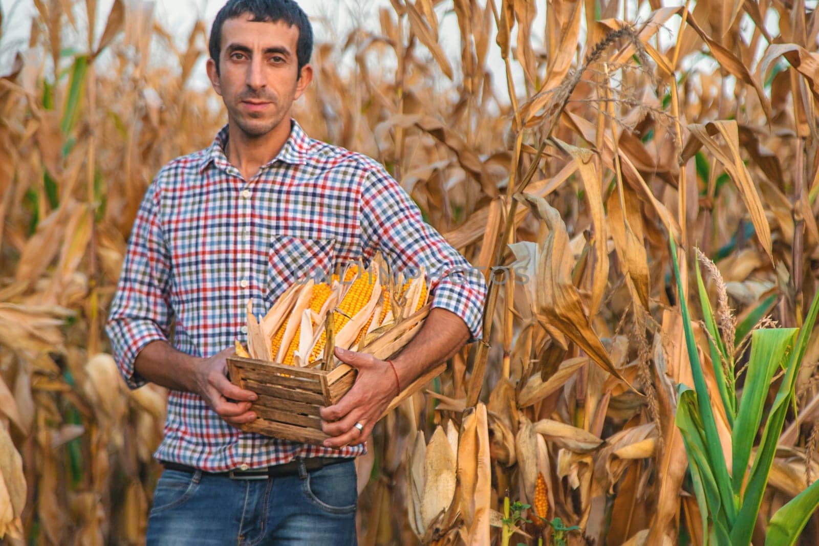 Corn harvest in the hands of a farmer. Selective focus. by yanadjana