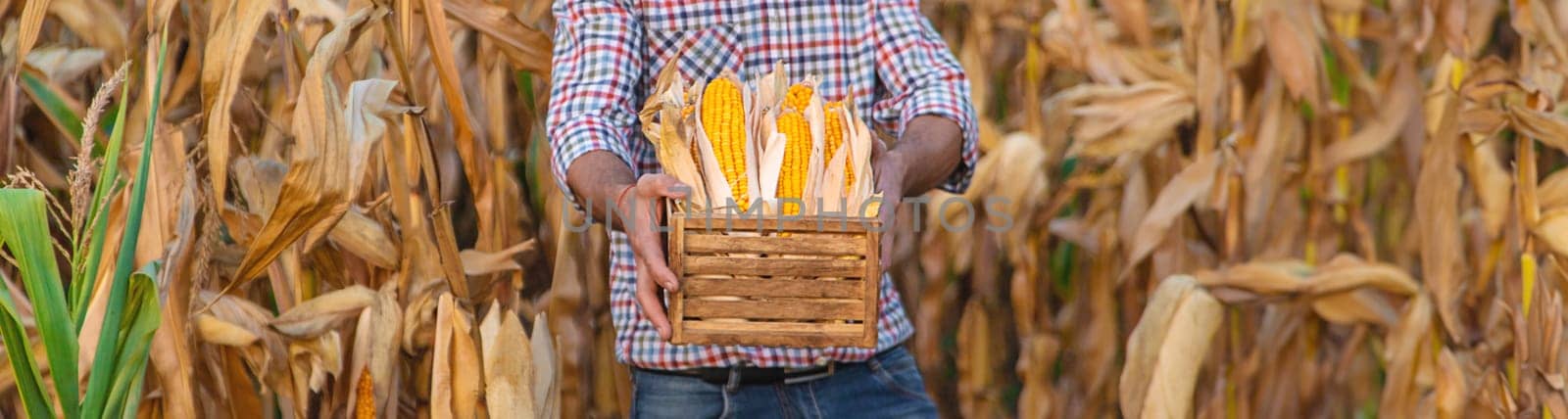 Corn harvest in the hands of a farmer. Selective focus. by yanadjana