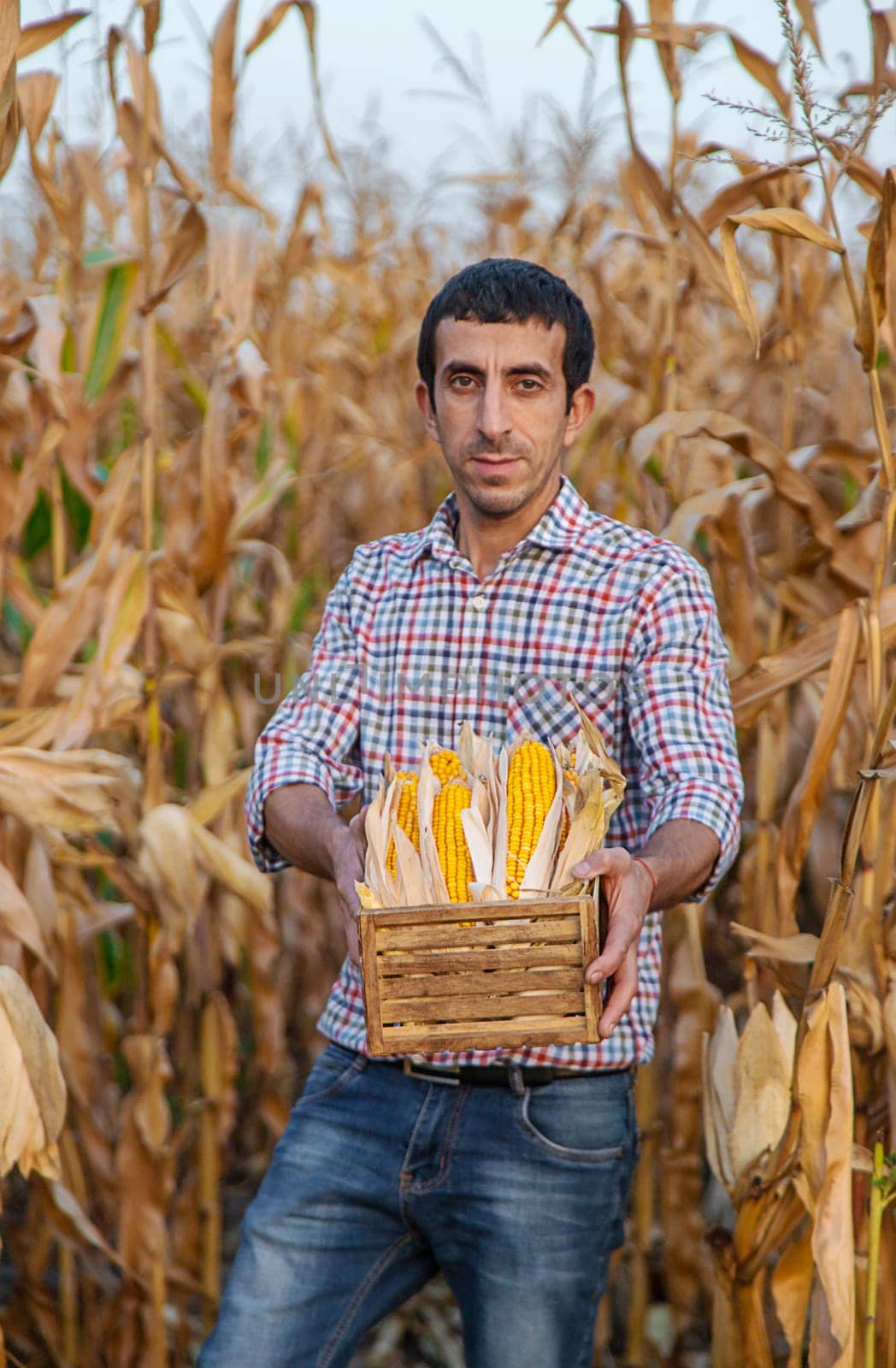 Corn harvest in the hands of a farmer. Selective focus. by yanadjana