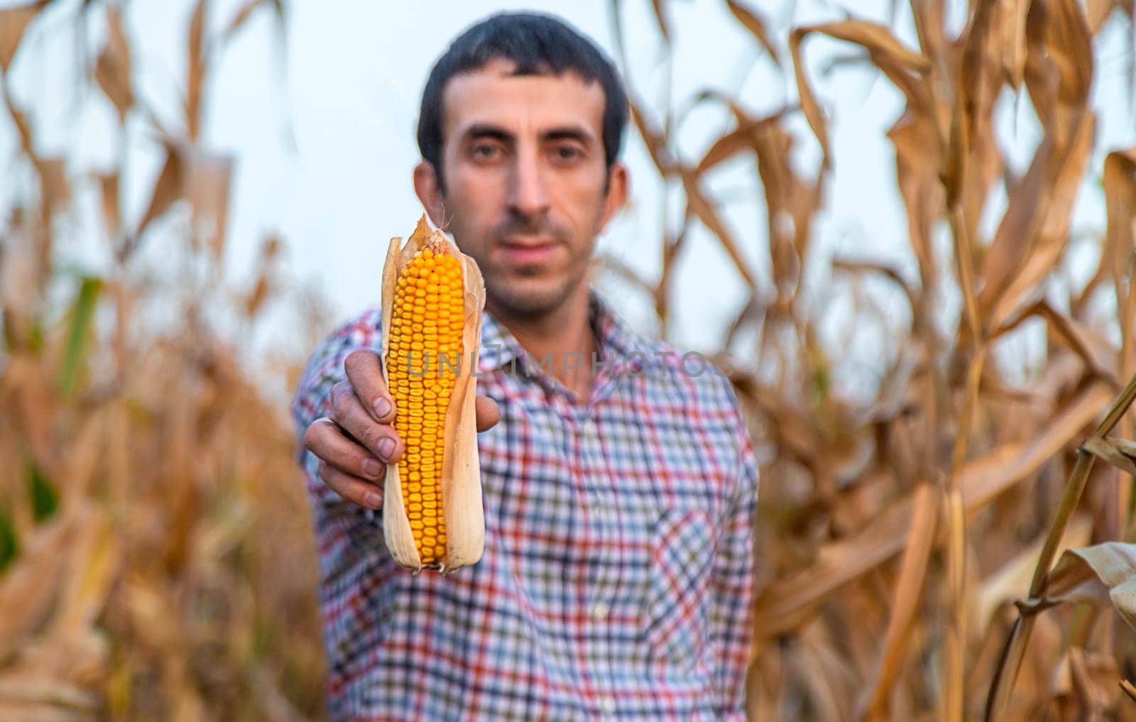 Corn harvest in the hands of a farmer. Selective focus. by yanadjana