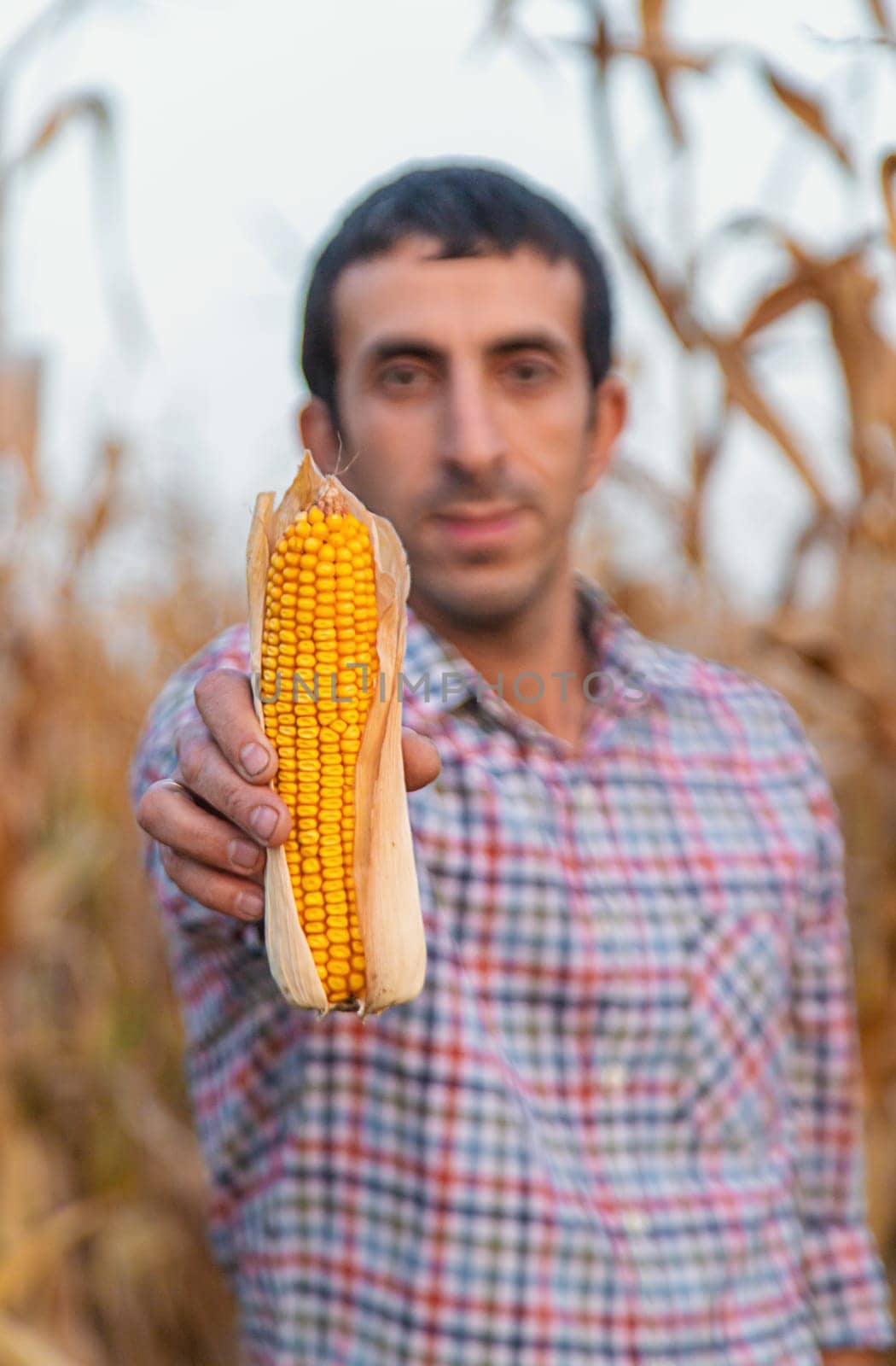 Corn harvest in the hands of a farmer. Selective focus. by yanadjana