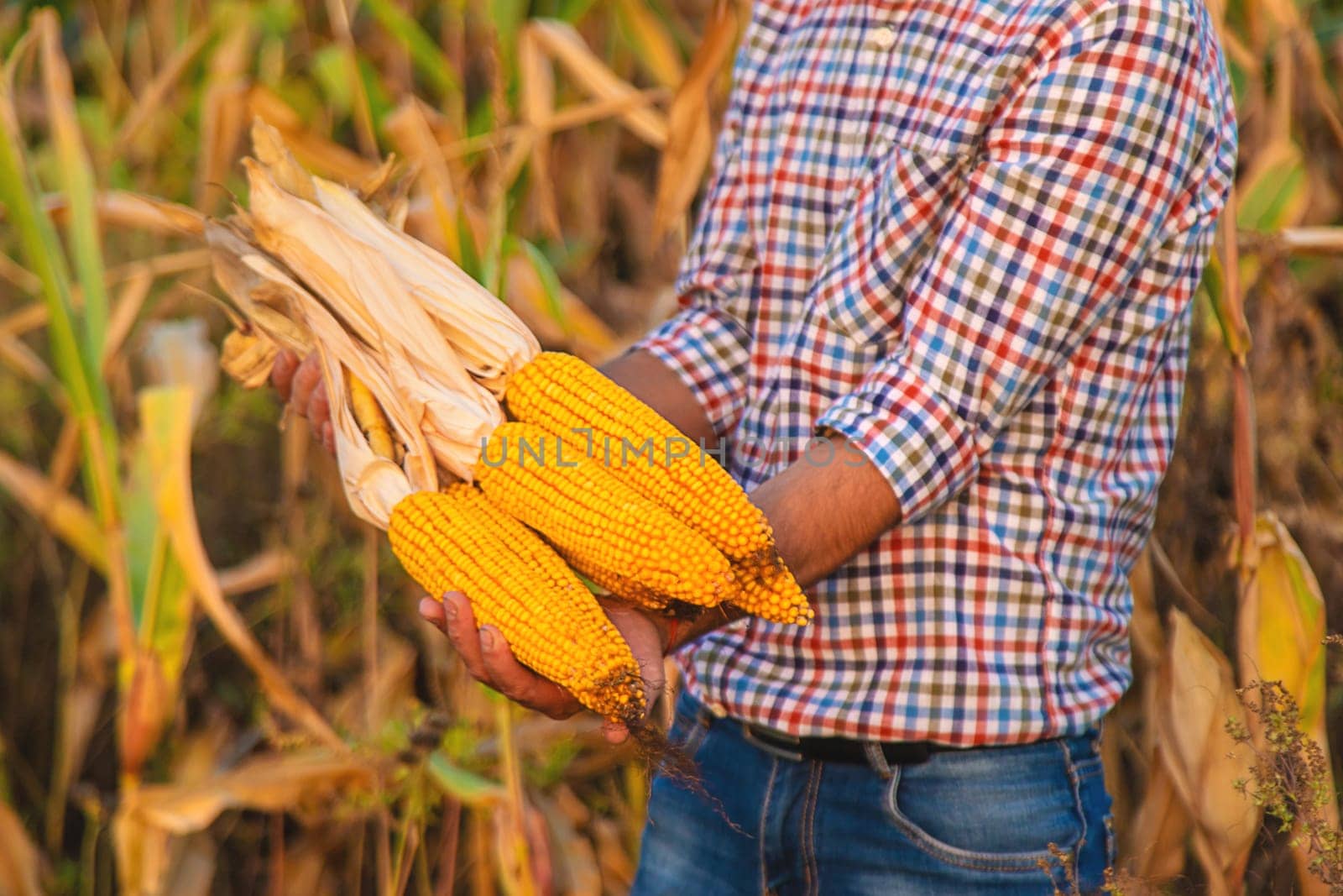 Corn harvest in the hands of a farmer. Selective focus. food.