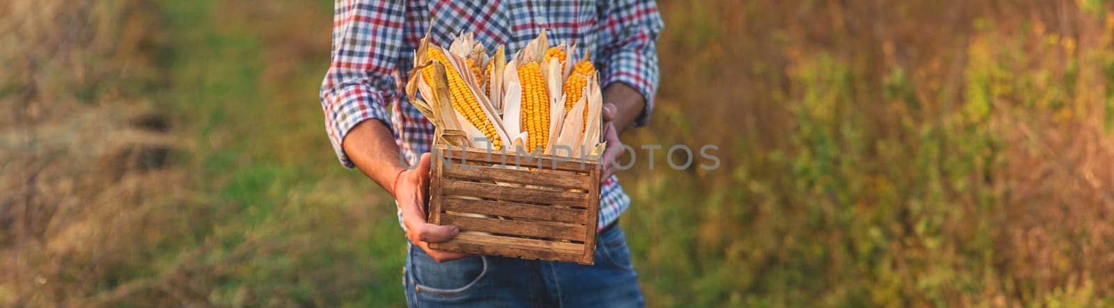 Corn harvest in the hands of a farmer. Selective focus. by yanadjana