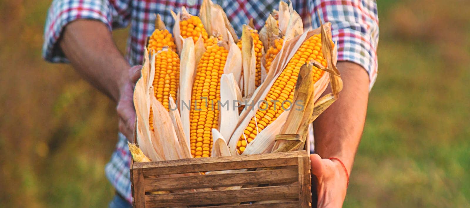 Corn harvest in the hands of a farmer. Selective focus. by yanadjana