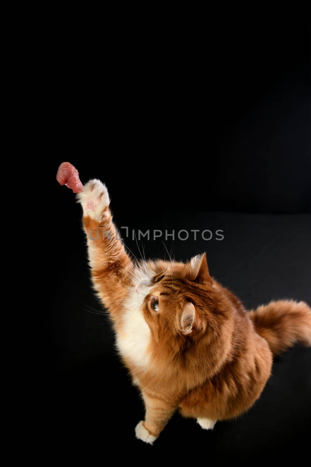 Red cat catches a piece of meat by Apolonia