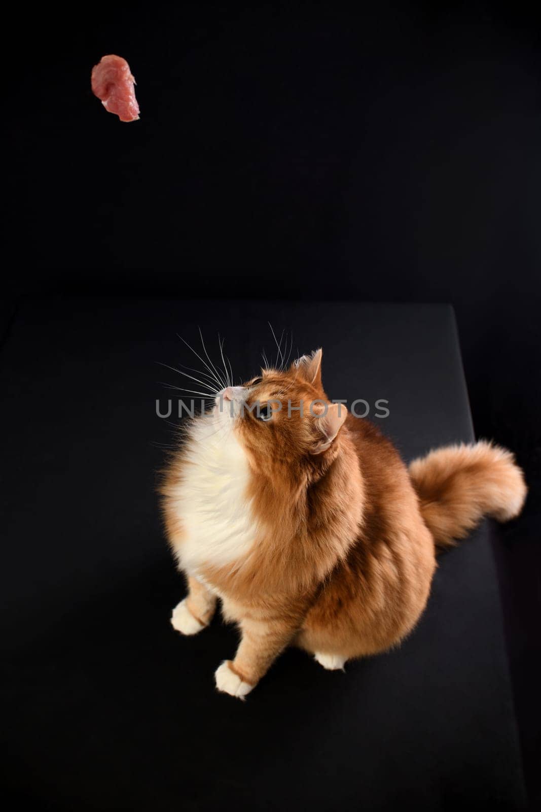 Ginger cat looks up by Apolonia