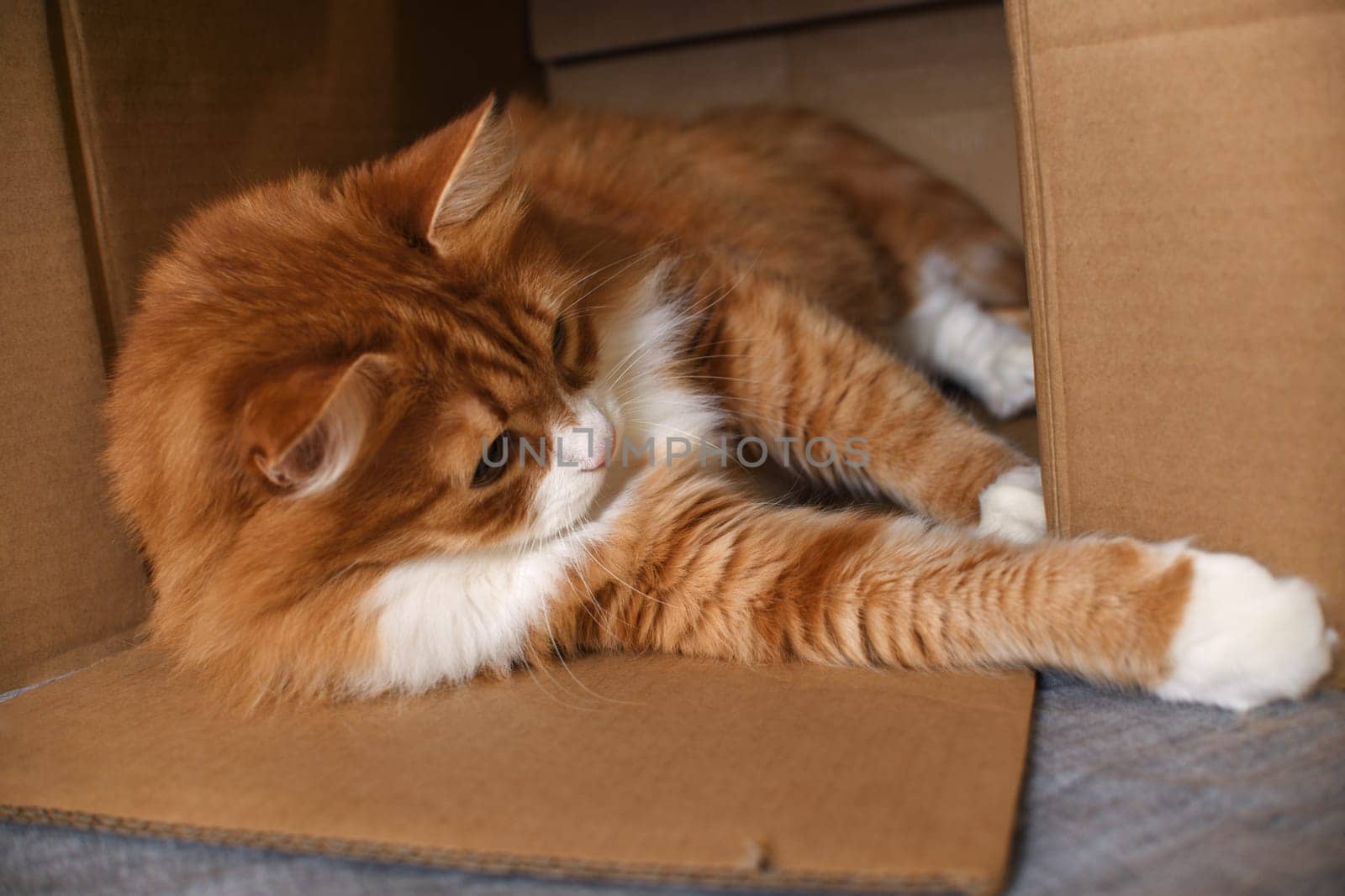 A red cat lies in a cardboard box. Close-up