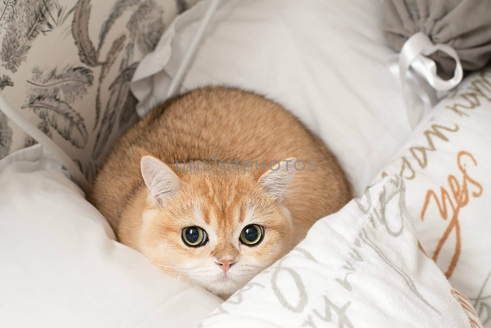 Pets. A beautiful red kitten, Scottish Fold breed, sits on a bed in the middle of white pillows and looks fearfully at the camera with big eyes. Concept. Close-up