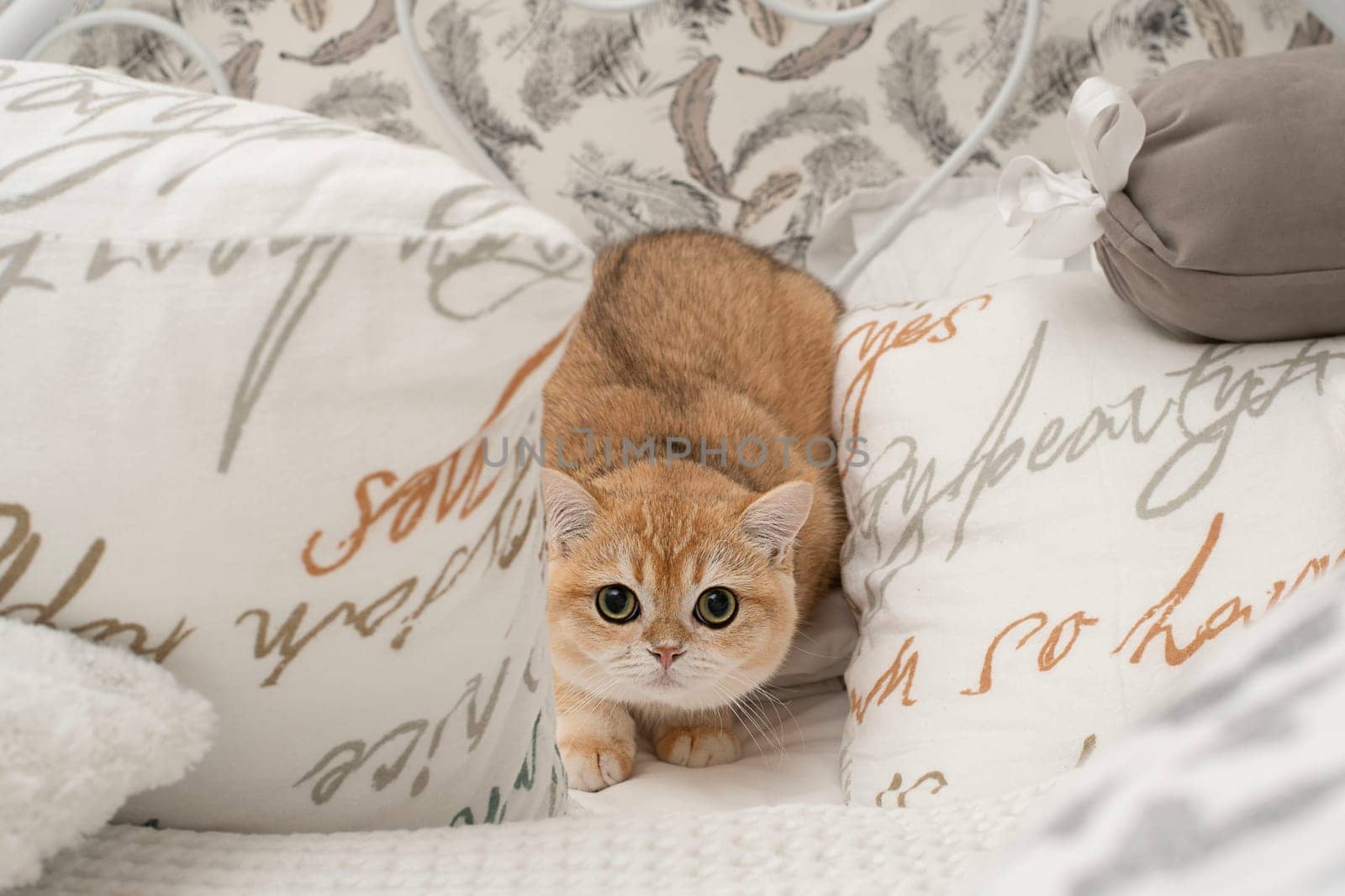 Pets. A beautiful red kitten, Scottish Fold breed, sits on a bed in the middle of white pillows and looks fearfully at the camera with big eyes. Concept. Close-up