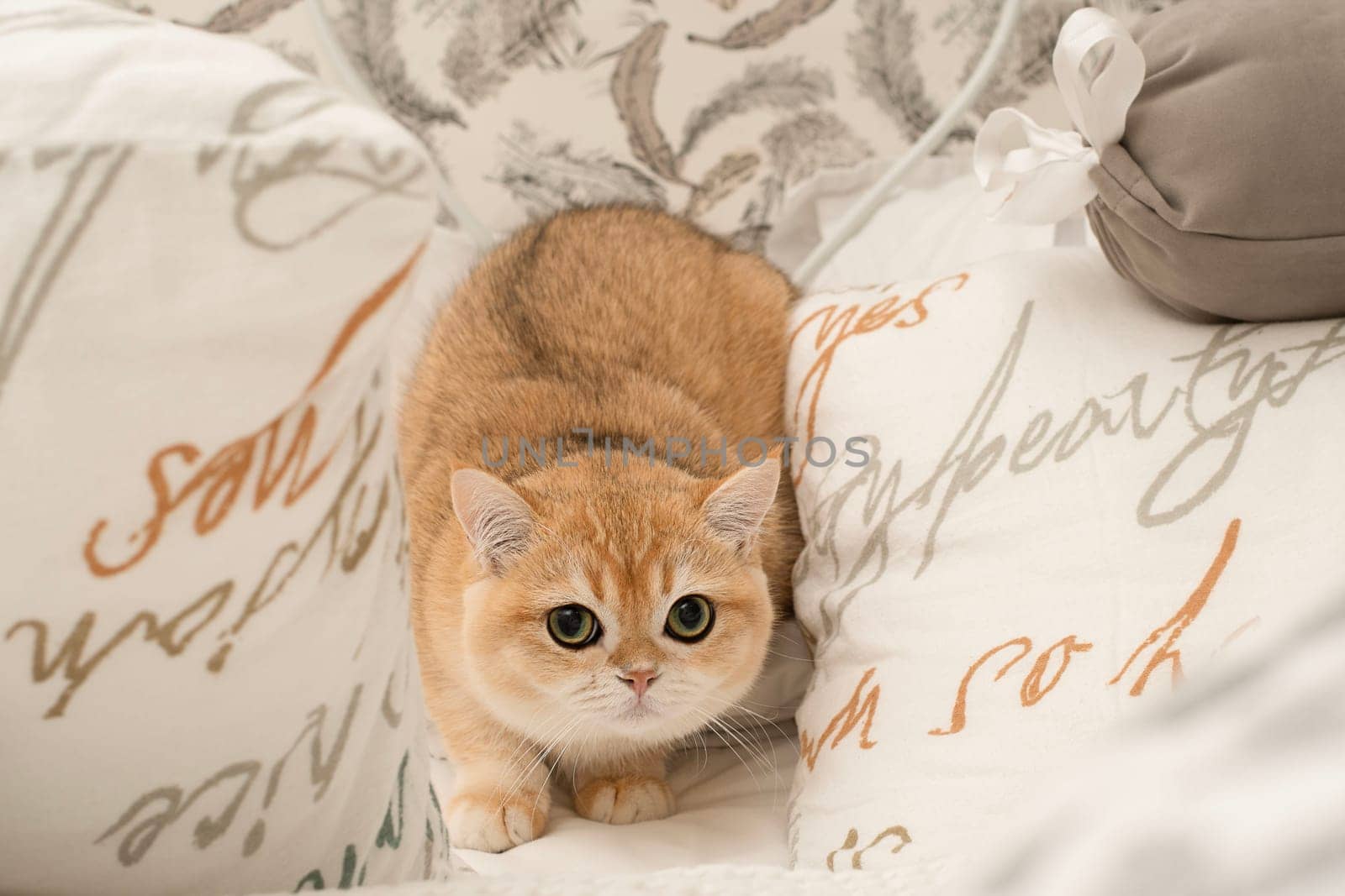 Pets. A beautiful red kitten, Scottish Fold breed, sits on a bed in the middle of white pillows and looks fearfully at the camera with big eyes. Concept. Close-up