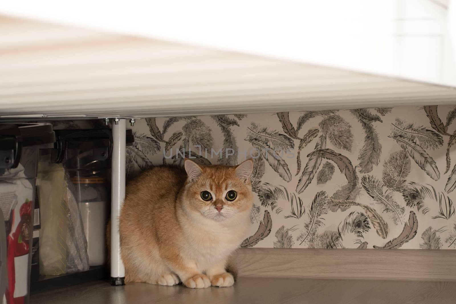 Pets. A beautiful red Scottish Fold kitten sits under the bed and looks fearfully at the camera. Concept. Close-up