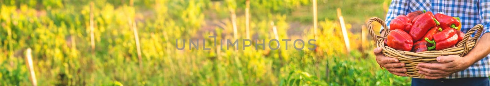 Sweet pepper harvest in the garden in the hands of a farmer. Selective focus. by yanadjana