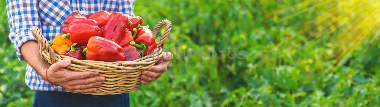 Sweet pepper harvest in the garden in the hands of a farmer. Selective focus. by yanadjana