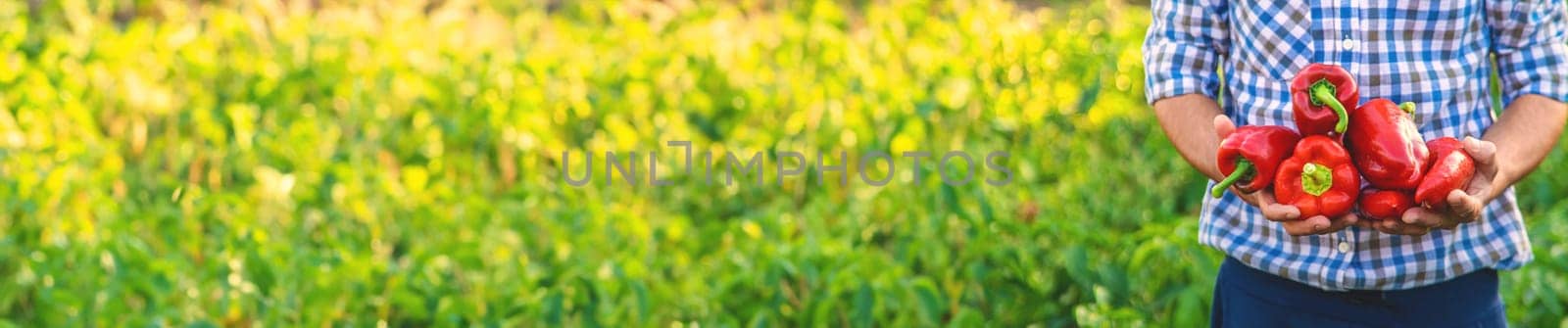 Sweet pepper harvest in the garden in the hands of a farmer. Selective focus. by yanadjana