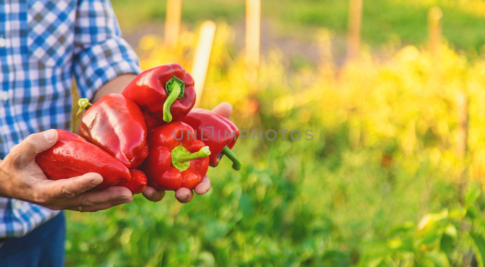 Sweet pepper harvest in the garden in the hands of a farmer. Selective focus. food.