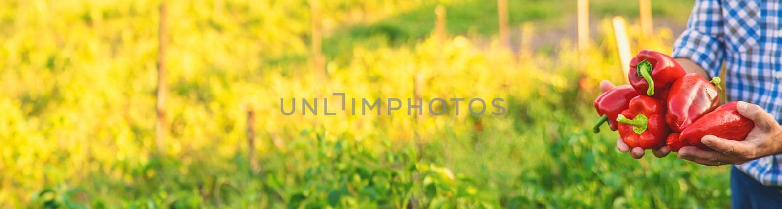 Sweet pepper harvest in the garden in the hands of a farmer. Selective focus. by yanadjana