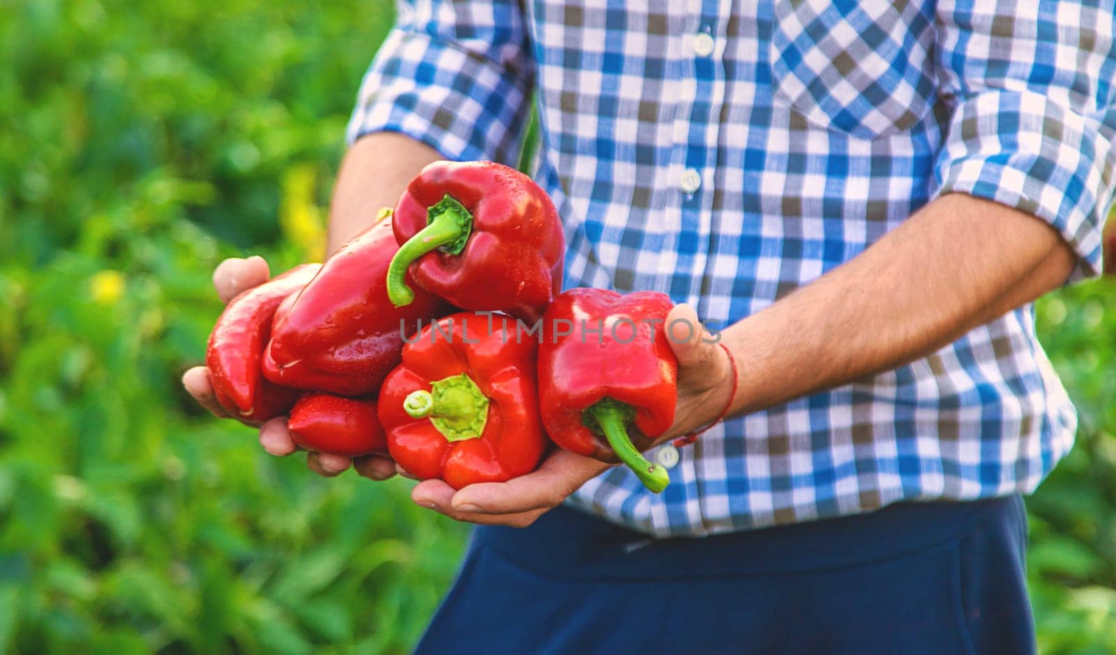 Sweet pepper harvest in the garden in the hands of a farmer. Selective focus. food.