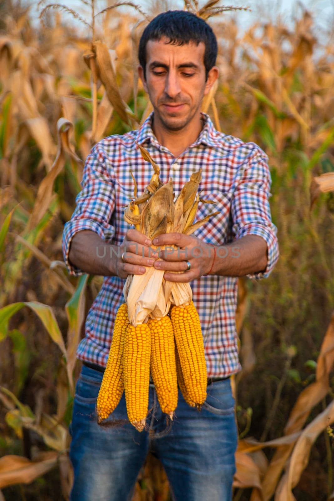 Corn harvest in the hands of a farmer. Selective focus. by yanadjana